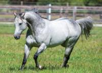 Zebedee Crop Hit The Ground Running