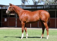 Written Tycoon x Das Machen Has What it Takes to 'Make That' of a Class Racehorse