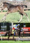 Roseberry Street Blooms into a Career at Stud