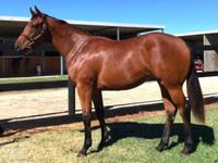 Dawn Approach Filly All Quality