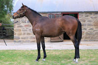 Helmet Filly