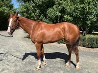 Nicks That Click - Promising Written Tycoon Filly Ready To Go