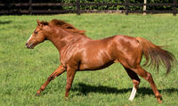 Two Year Old Pedigrees Increase In Strength
