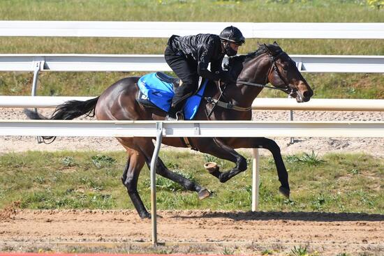 Astern X Vendanges
