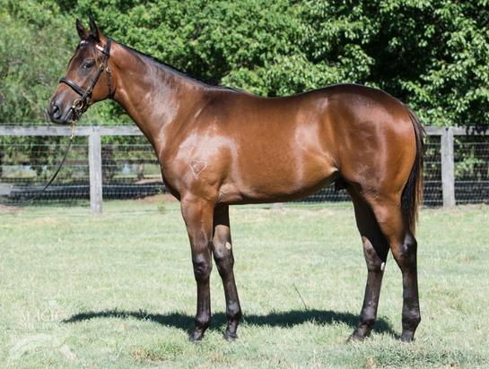 Lonhro Colt