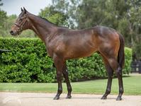 JHR is Delighted With Magic Millions Purchases