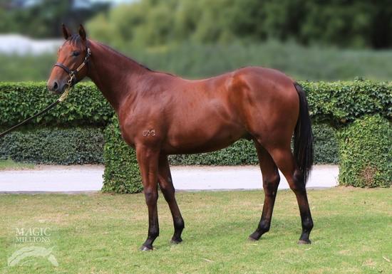 Spirit Of Boom Colt