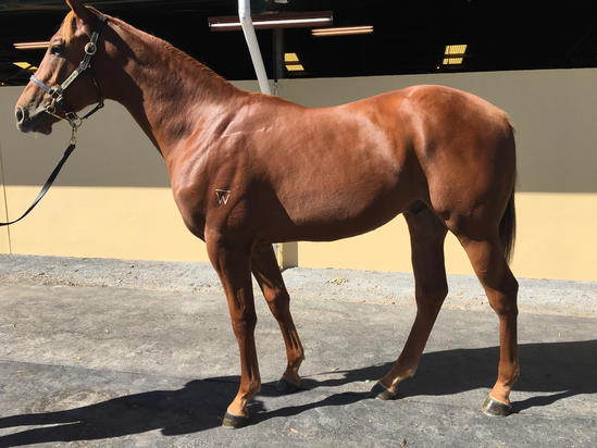 Reward For Effort Colt