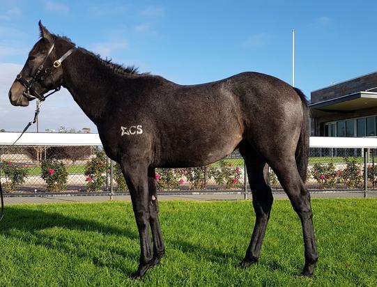 Zebedee X Terpsichore Colt