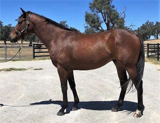 Akeed Mofeed X Malala Colt