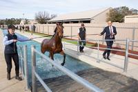EQUINE POOL GRAND OPENING