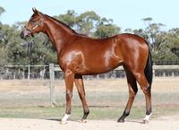 INGLIS VOBIS GOLD  YEARLING SALES PURCHASE