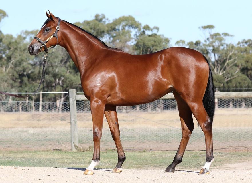 INGLIS VOBIS GOLD  YEARLING SALES PURCHASE