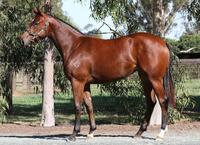 VOBIS GOLD INGLIS SALE PURCHASES