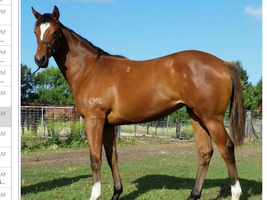 RUBICK - PARTIVA Filly