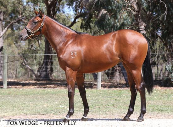 FOXWEDGE - PREFER Filly
