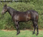 2019 VOBIS GOLD INGLIS SALE PURCHASE