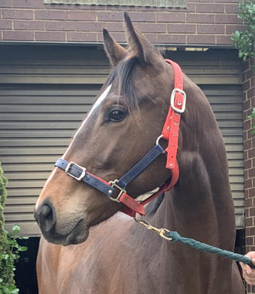 WARHORSE- VIVA LA CENT 2017 GELDING