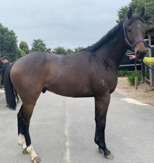 DANDINO - EXCELANTE 2017 BAY GELDING