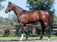 MELBOURNE PREMIER YEARLING PURCHASES
