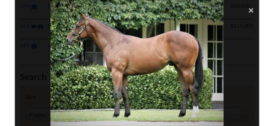 Magnus Gelding