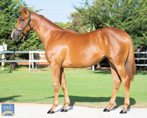 Safeguard- Unruffled YEARLING FILLY