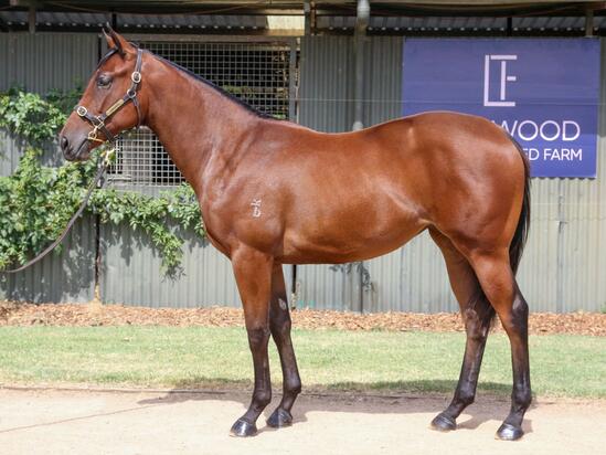 RIBCHESTER- ETRANGERE FILLY