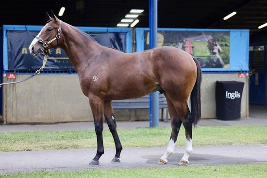 RIBCHESTER - LA BREVIERE COLT
