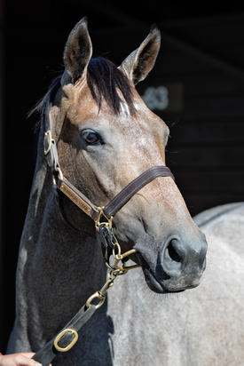 The Factor X Thirst Filly