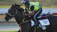 Wagga Gold Cup Preview | Andrew Dale Racing