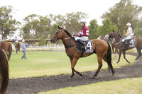 Framework horse for the course at Corowa | Andrew Dale Racing