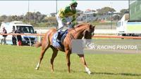 Alma's Rossa Back To Back Wins