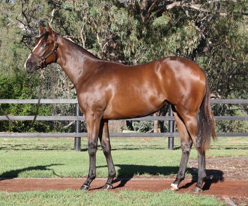 Bel Esprit X Costa Mesa 15 Filly