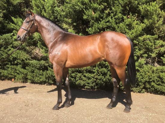 Vancouver X Kamarla Rose Colt 2017