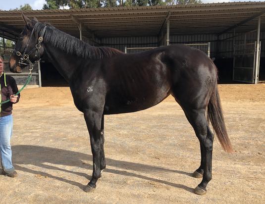 Rock Face X Snowbound Filly 2016