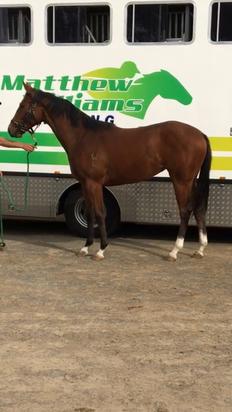 Headwater X Banri Maeve 2017 Filly