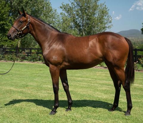 Written Tycoon X Family Crest Filly 18