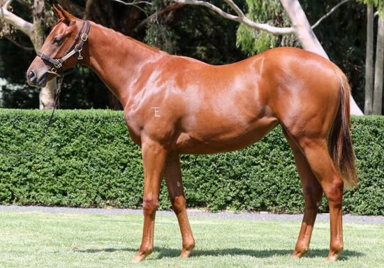 Zoustar X Tendue Filly