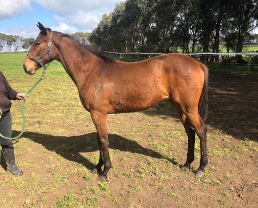 Magna Rossa X Al Maher 2018 Filly