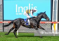Cox Plate Within Harbour's View