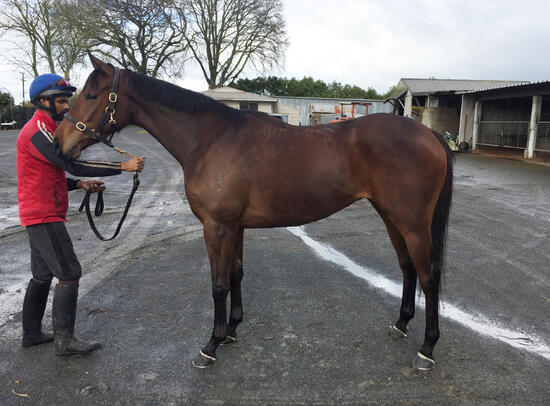 Power X All By Myself Filly