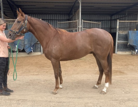 Banri Maeve X Dandino Filly 2019
