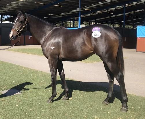 Americain Spring Bound Filly