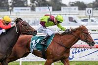 Bon Aurum to stand at Glen Eden