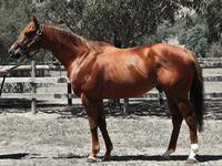 BON AURUM RELOCATED TO RIVERBANK FARM