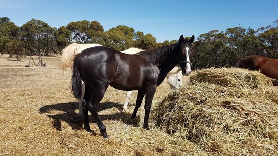All That Sparkles X Zebedee