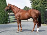 New Victorian Home For Giant's Steps (Breednet)