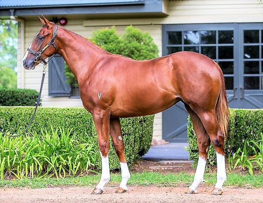 Sebring X Tango Fire Filly