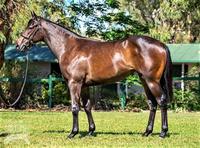 Steve O'Dea/Proven Thoroughbreds/Kolora Open Day