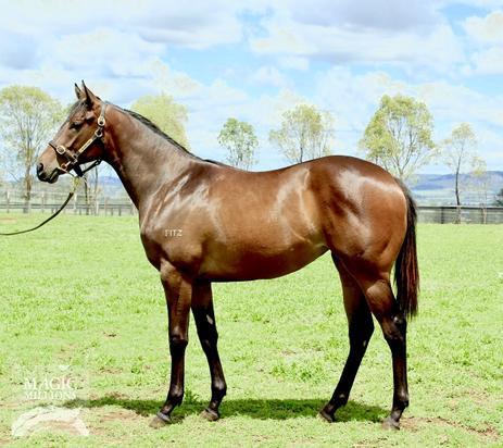 Not A Single Doubt X Lonoree Filly